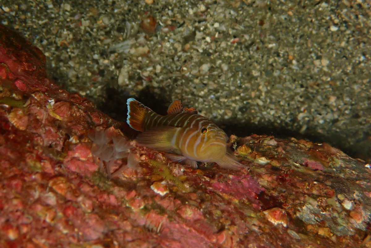 陸上より水中の方が温かい説！ - 三浦ゴマちゃんダイバーズ